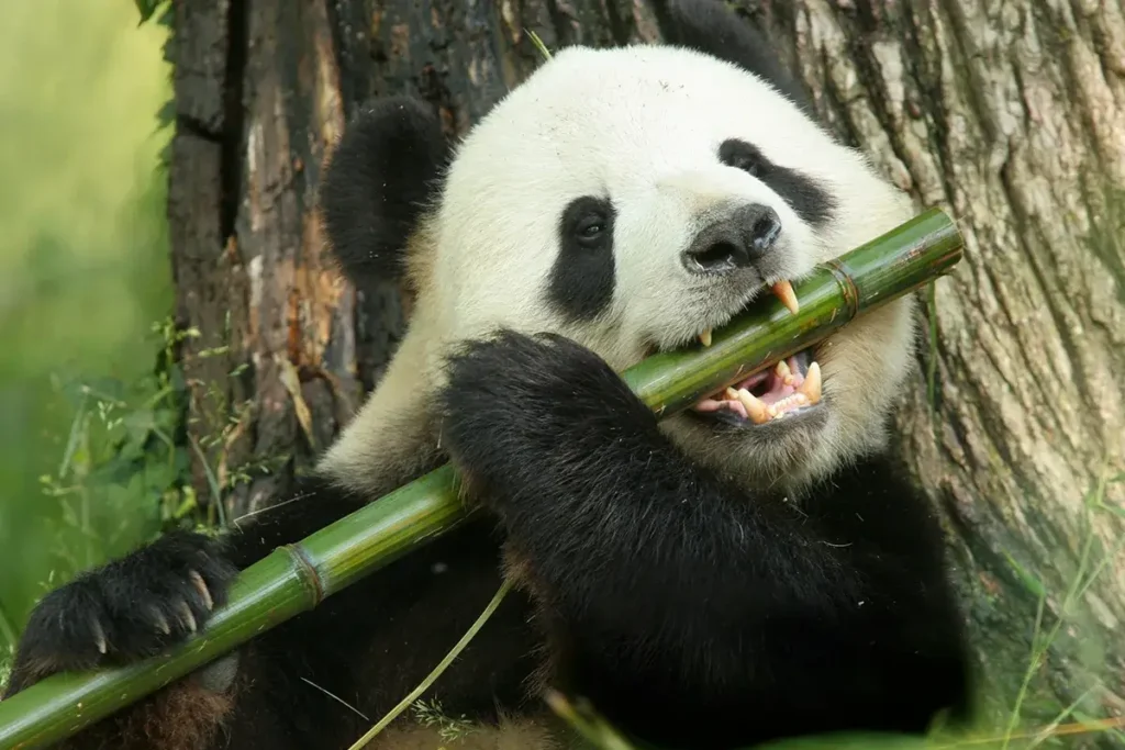 panda eating bamboo