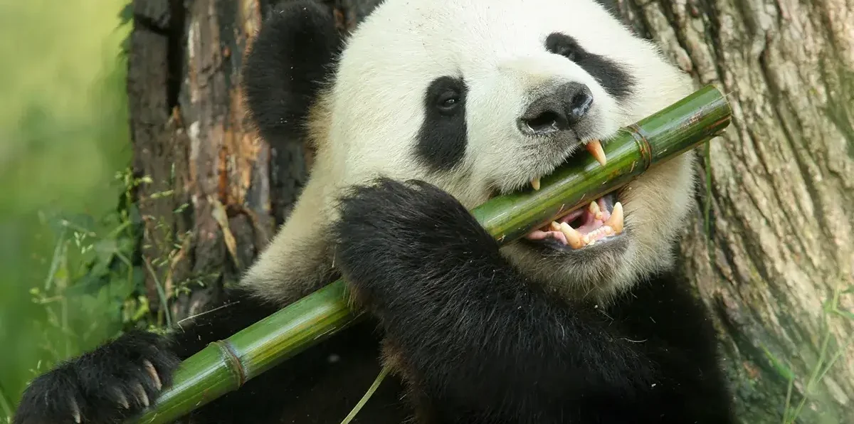 panda eating bamboo