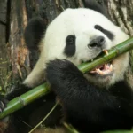 panda eating bamboo