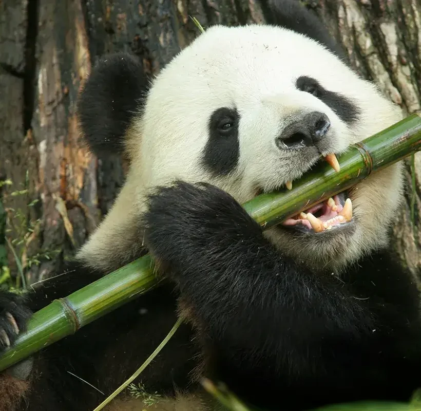 panda eating bamboo