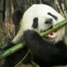 panda eating bamboo