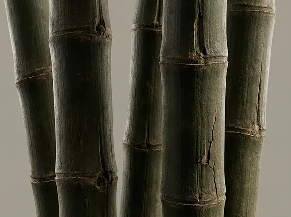 Moso Bamboo vs Other Bamboo Types (2)