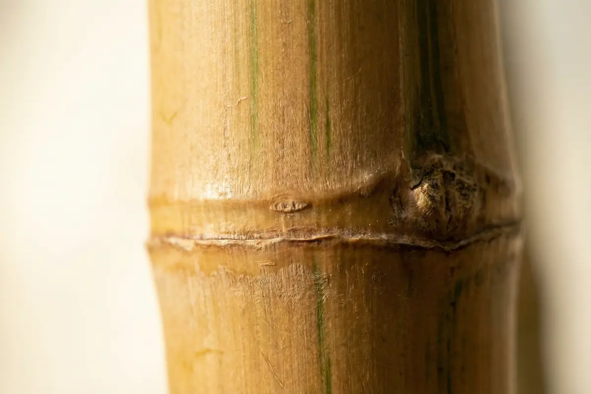 Close-up macro photo of Moso bamboo culm nodes and natural texture