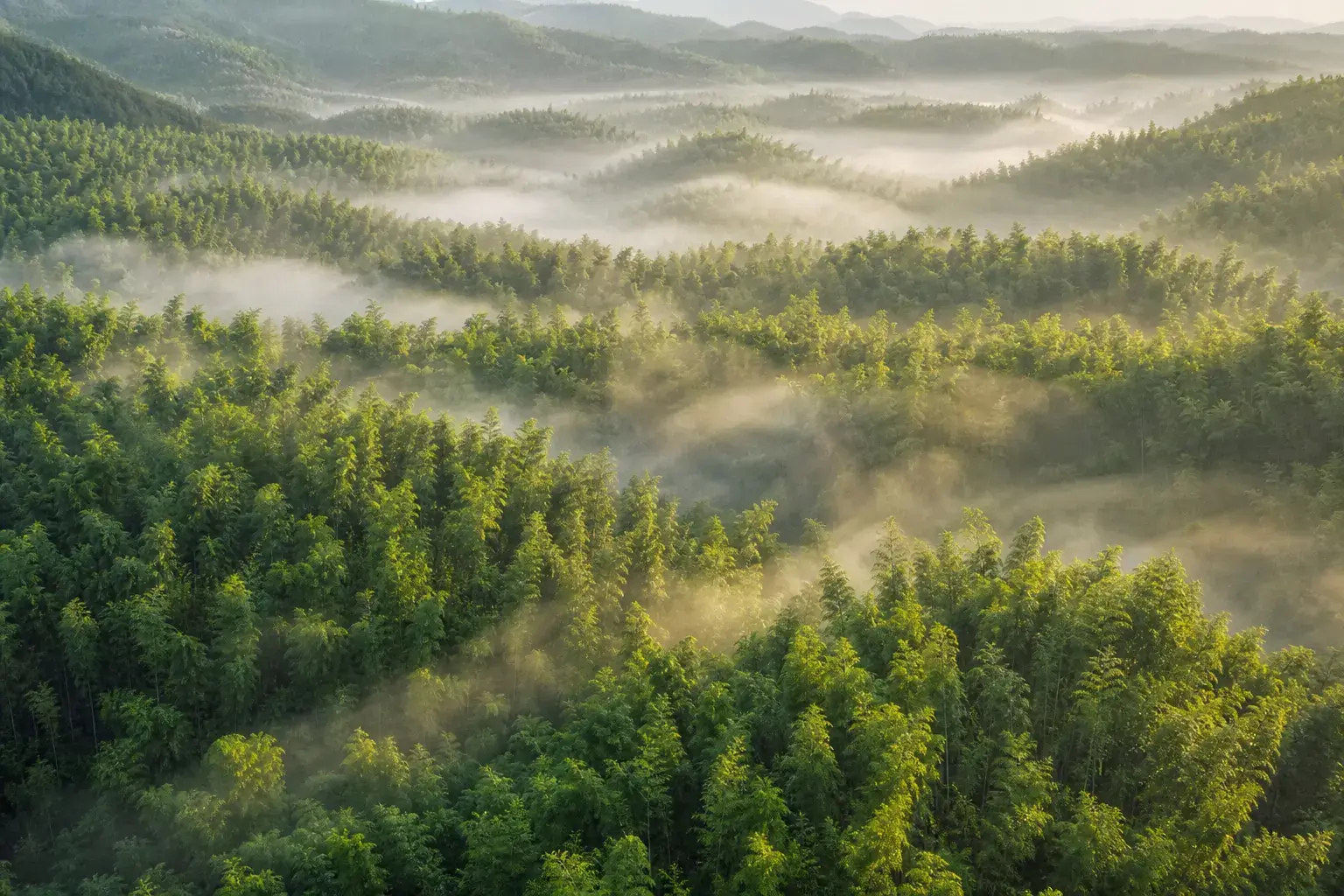 Guangxi Moso bamboo forest aerial view — Rongjia bamboo panels raw material source